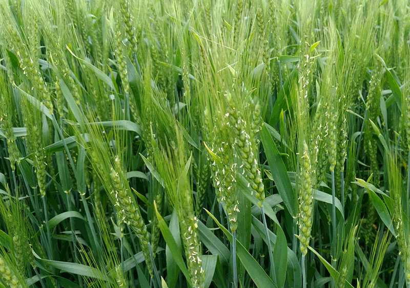 自然から生まれる「命」と「感動」を忘れない