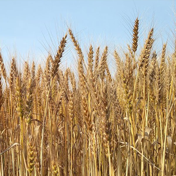 小麦